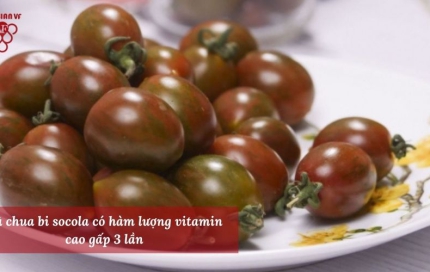 Cà chua bi socola – nguồn dinh dưỡng thiết yếu từ nông trại Lanbian VF