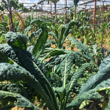 Cải Kale xoăn lá thẳng