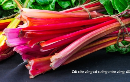 Cải cầu vồng: Quà tặng quý giá từ thiên nhiên - Lanbian VF Dâu Rừng