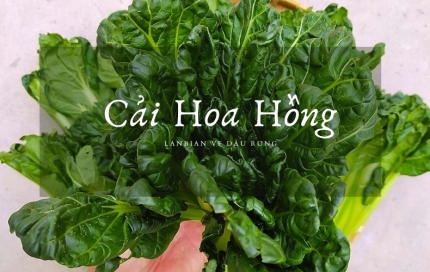 Cải hoa hồng mang lại giá trị dinh dưỡng cao cho sức khỏe - Lanbian VF Dâu Rừng
