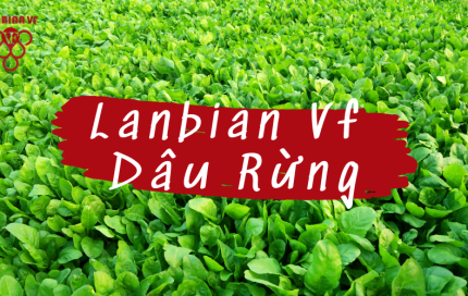 Cải bó xôi Đà Lạt cùng những lợi ích không ngờ tới đối với sức khỏe - Lanbian Vf Dâu Rừng