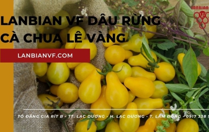 Cà chua lê vàng kho báu dinh dưỡng được ban tặng từ thiên nhiên