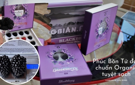 Phúc Bồn Tử đen "chúa tể" thống trị trong giới hoa quả - Trái cây tươi Organic VF Dâu Rừng