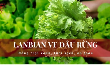 Tìm hiểu từ A đến Z về rau mù tạt (cải mù tạt) - Lanbian VF Dâu Rừng