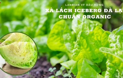 Xà lách Mỹ Iceberg Đà Lạt - "bí kíp" cho sắc đẹp và sức khỏe tại Lanbian VF Dâu Rừng
