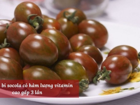 Cà chua bi socola – nguồn dinh dưỡng thiết yếu từ nông trại Lanbian VF