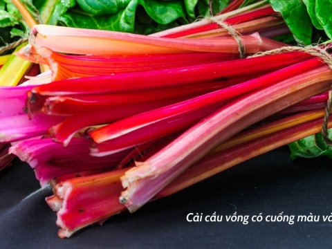 Cải cầu vồng: Quà tặng quý giá từ thiên nhiên - Lanbian VF Dâu Rừng