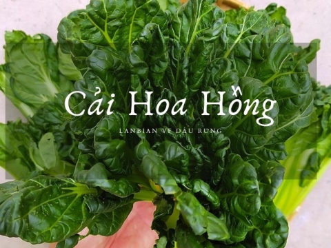 Cải hoa hồng mang lại giá trị dinh dưỡng cao cho sức khỏe - Lanbian VF Dâu Rừng