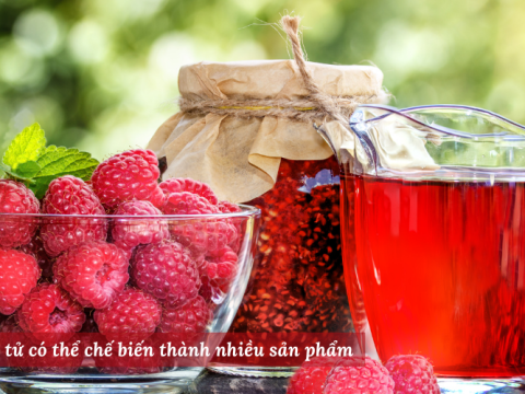 Giải nhiệt ngày hè với nước cốt phúc bồn tử của Lanbian VF Dâu Rừng