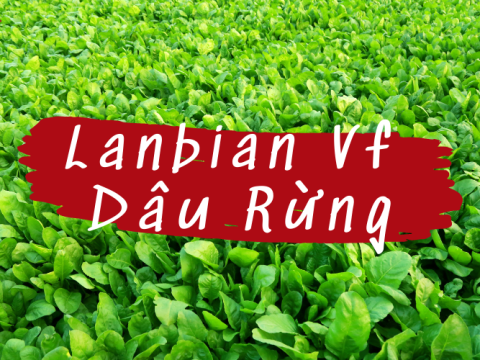 Cải bó xôi Đà Lạt cùng những lợi ích không ngờ tới đối với sức khỏe - Lanbian Vf Dâu Rừng