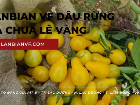 Cà chua lê vàng kho báu dinh dưỡng được ban tặng từ thiên nhiên