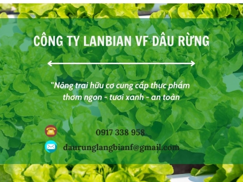 Đổi mới khẩu vị với xà lách Oakleaf xanh tại Lanbian VF Dâu Rừng