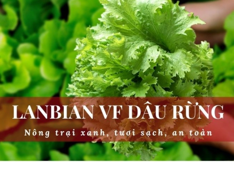 Tìm hiểu từ A đến Z về rau mù tạt (cải mù tạt) - Lanbian VF Dâu Rừng