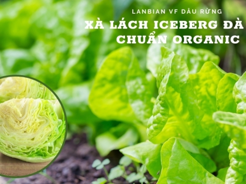 Xà lách Mỹ Iceberg Đà Lạt - "bí kíp" cho sắc đẹp và sức khỏe tại Lanbian VF Dâu Rừng
